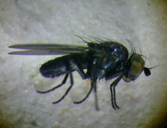 Cnemacantha muscaria