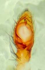 Gnaphosa dentata