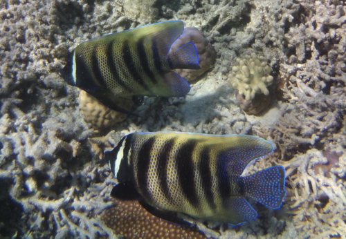 ロクセンヤッコ