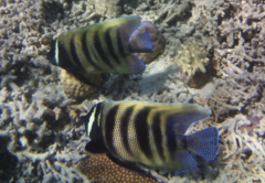 ロクセンヤッコ
