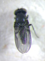 Cnemacantha muscaria