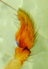 Gnaphosa dentata