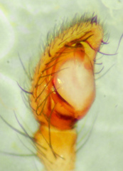 Gnaphosa dentata