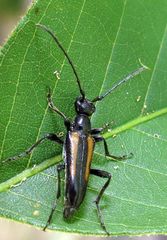 Strangalepta abbreviata