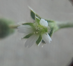 Cerastium semidecandrum
