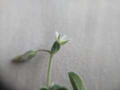 Cerastium semidecandrum