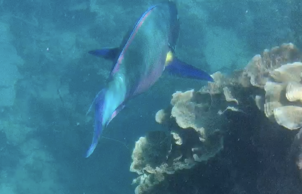 Blunt-head Parrotfish