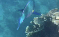 Steephead Parrotfish