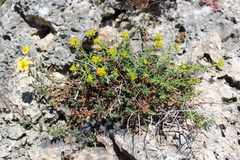 Euphorbia spinosa