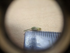 Cerastium semidecandrum