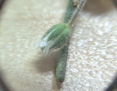 Cerastium semidecandrum