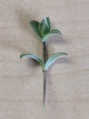 Cerastium semidecandrum