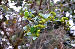 Ceanothus megacarpus insularis