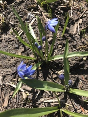 Scilla siberica