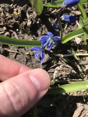 Scilla siberica