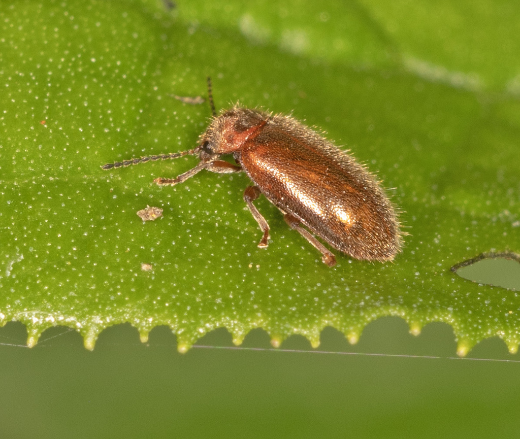 Marsh Beetles from Balook VIC 3971, Australia on February 2, 2024 at 02 ...