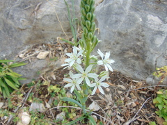 Ornithogalum narbonense