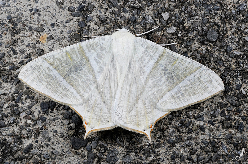 Ourapteryx inspersa