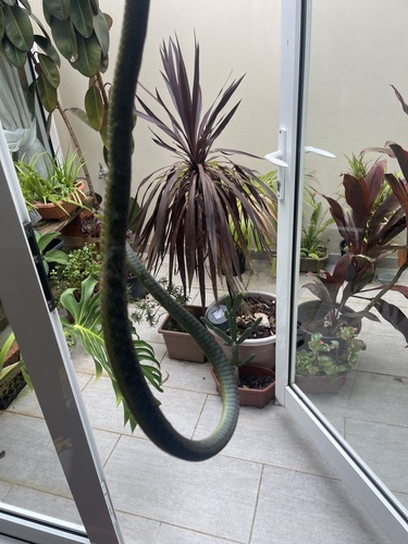 Common Tree Snake sighting