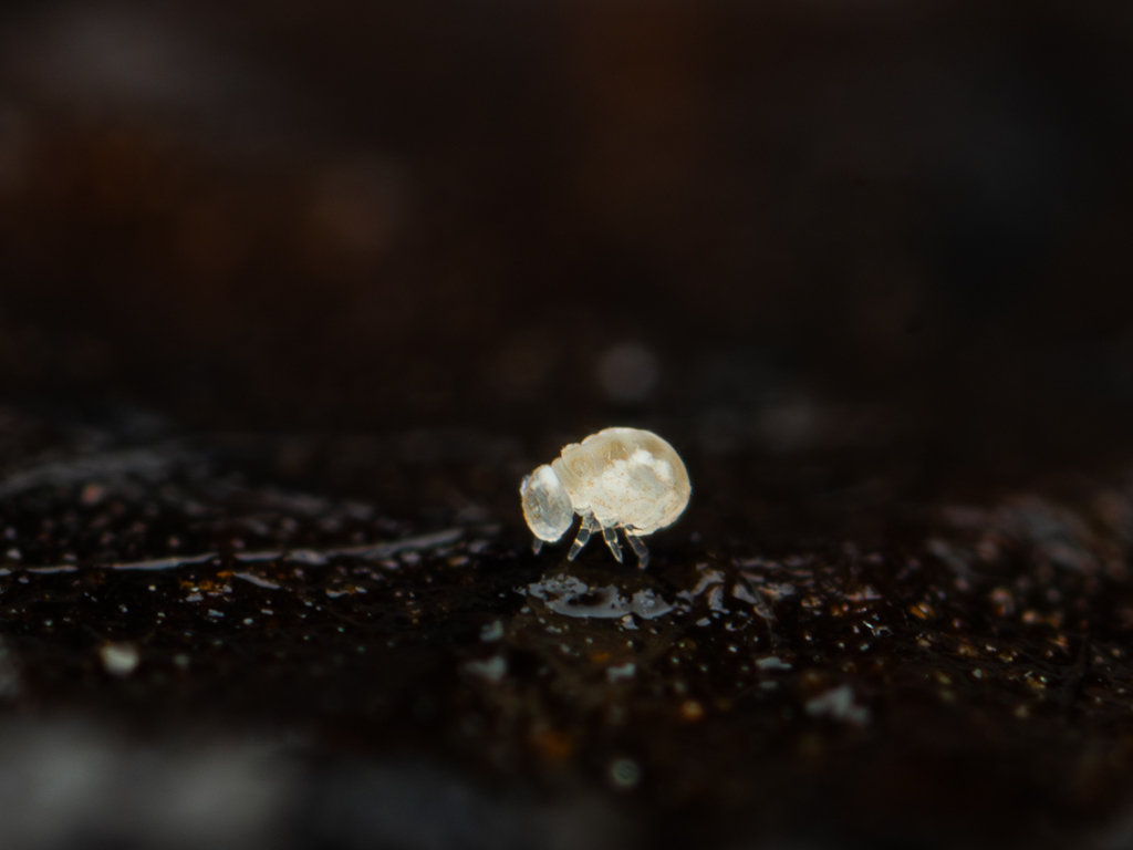 Megalothorax minimus V.Willem, 1900