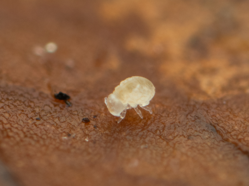 Megalothorax minimus V.Willem, 1900