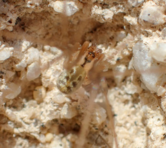 Psilochorus utahensis