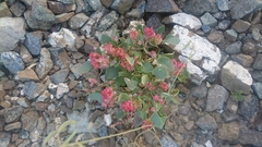 Rumex vesicarius