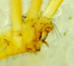 Psilochorus utahensis