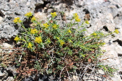 Euphorbia spinosa