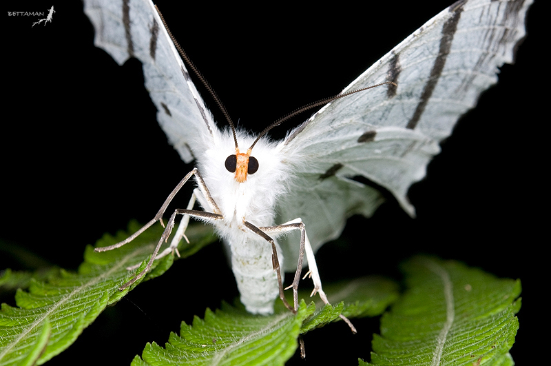 Ourapteryx nigrociliaris