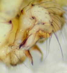 Psilochorus utahensis