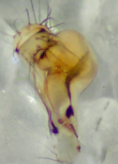 Psilochorus utahensis