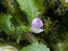 Hygrophila difformis