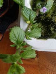 Hygrophila difformis