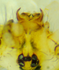 Psilochorus utahensis