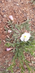 Oenothera albicaulis
