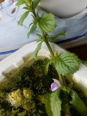 Hygrophila difformis