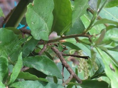 Mantodea