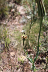 Tragopogon porrifolius porrifolius