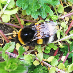 Bombus