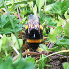 Bombus