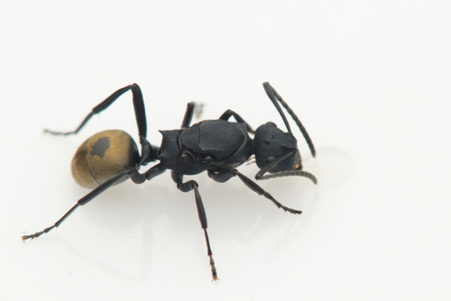 Polyrhachis euterpePolyrhachis euterpe