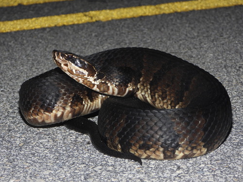 Florida Cottonmouth