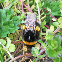 Bombus