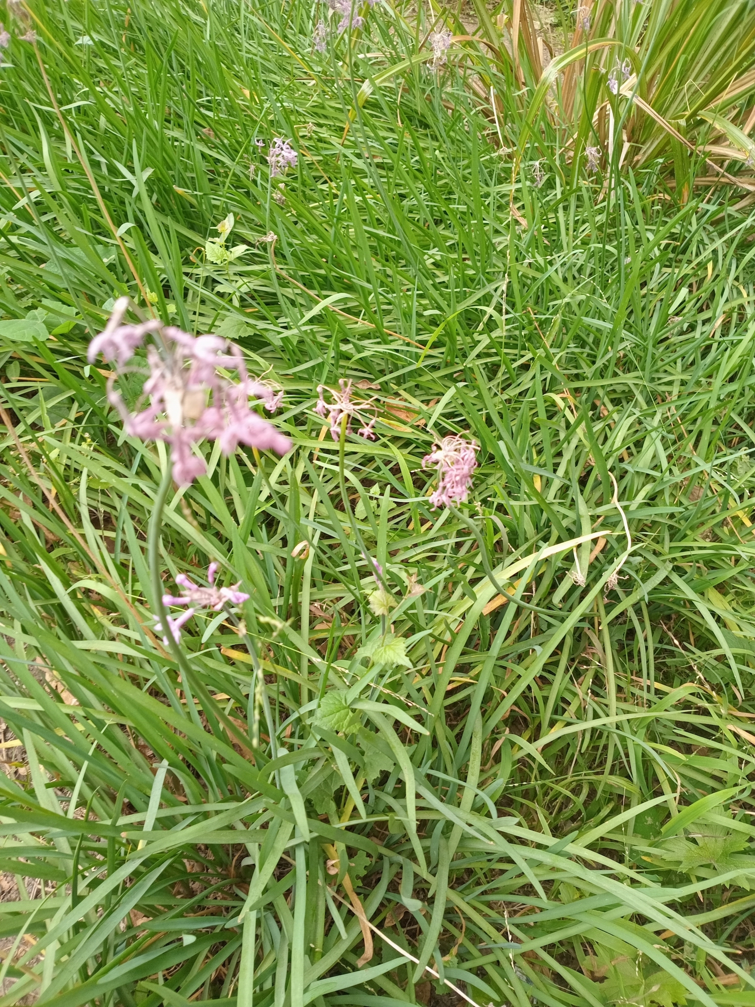 Imagem de Cebolinha-do-campo