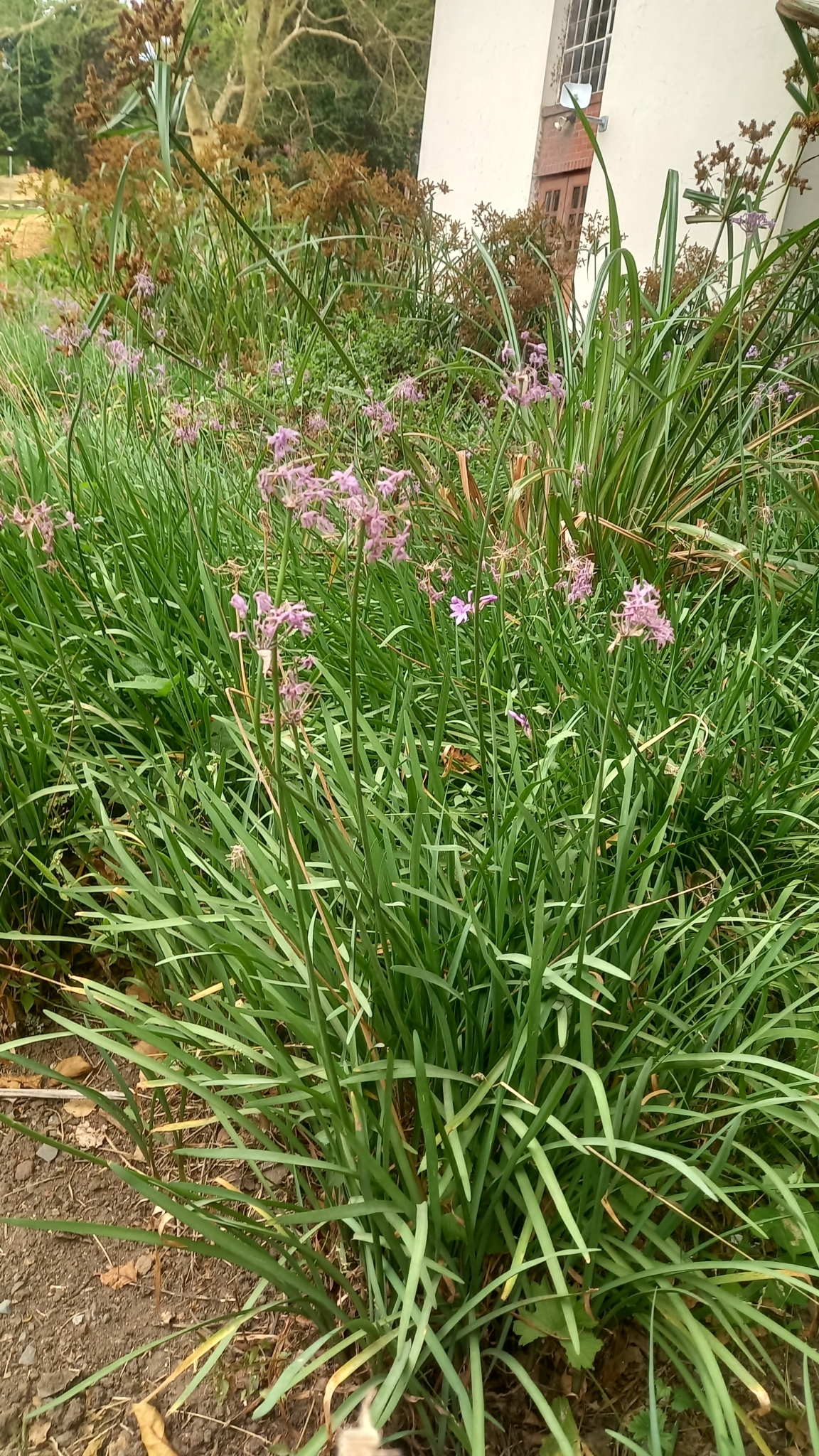 Imagem de Cebolinha-do-campo