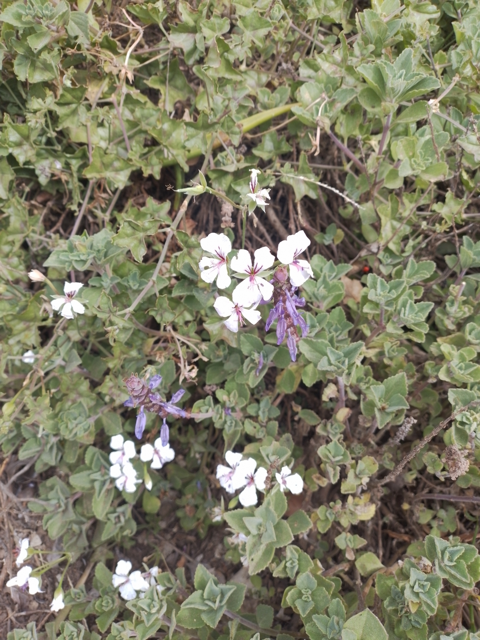 Imagem de Hera-de-flor