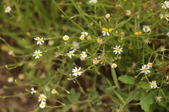 Chaetopappa asteroides