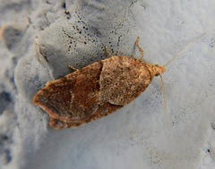 Acleris maccana