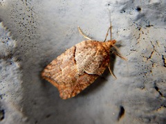 Acleris maccana